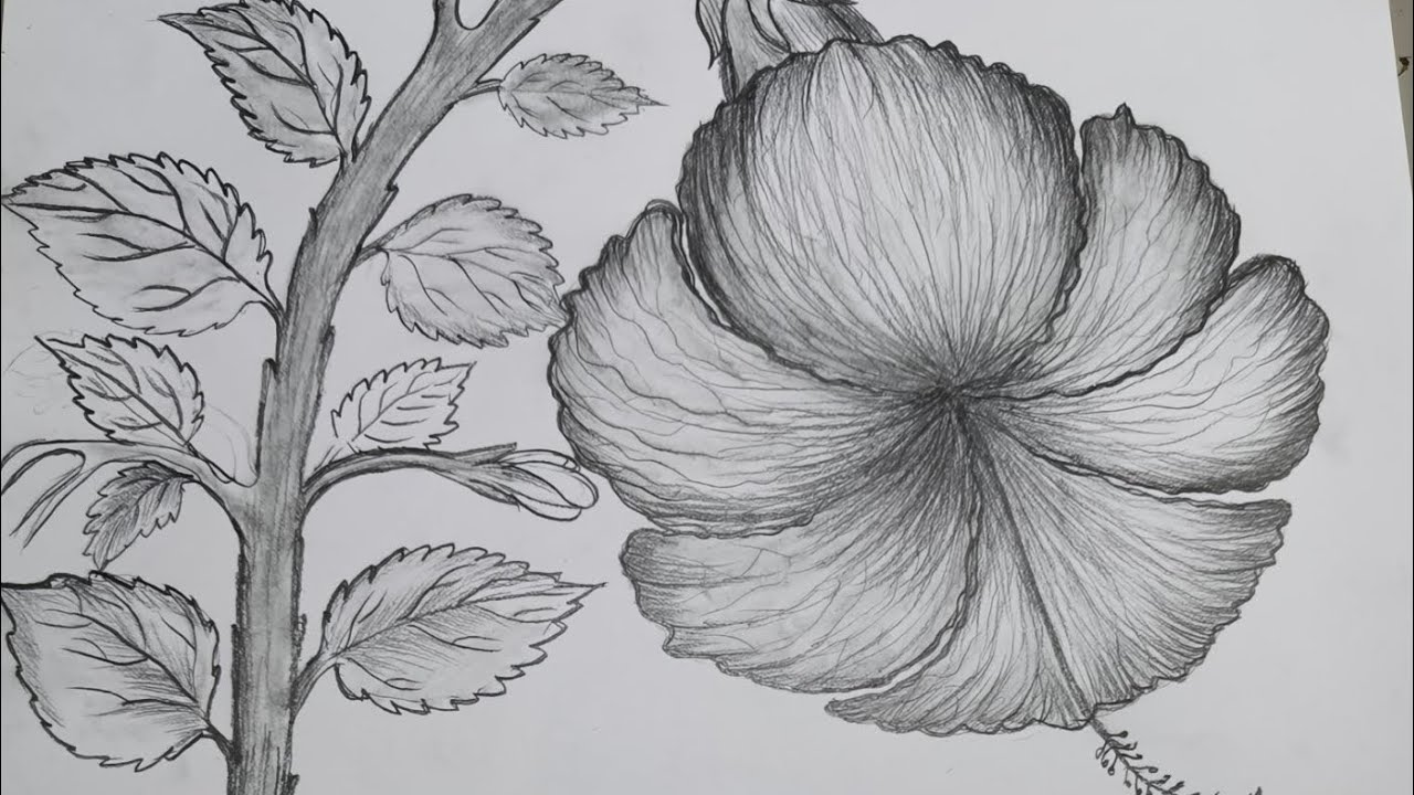 How to draw HIBISCUS FLOWER🌸🤔 Drawing Easy #howtodraw #flowers #viral #shortfeed #ytshorts #hibiscus