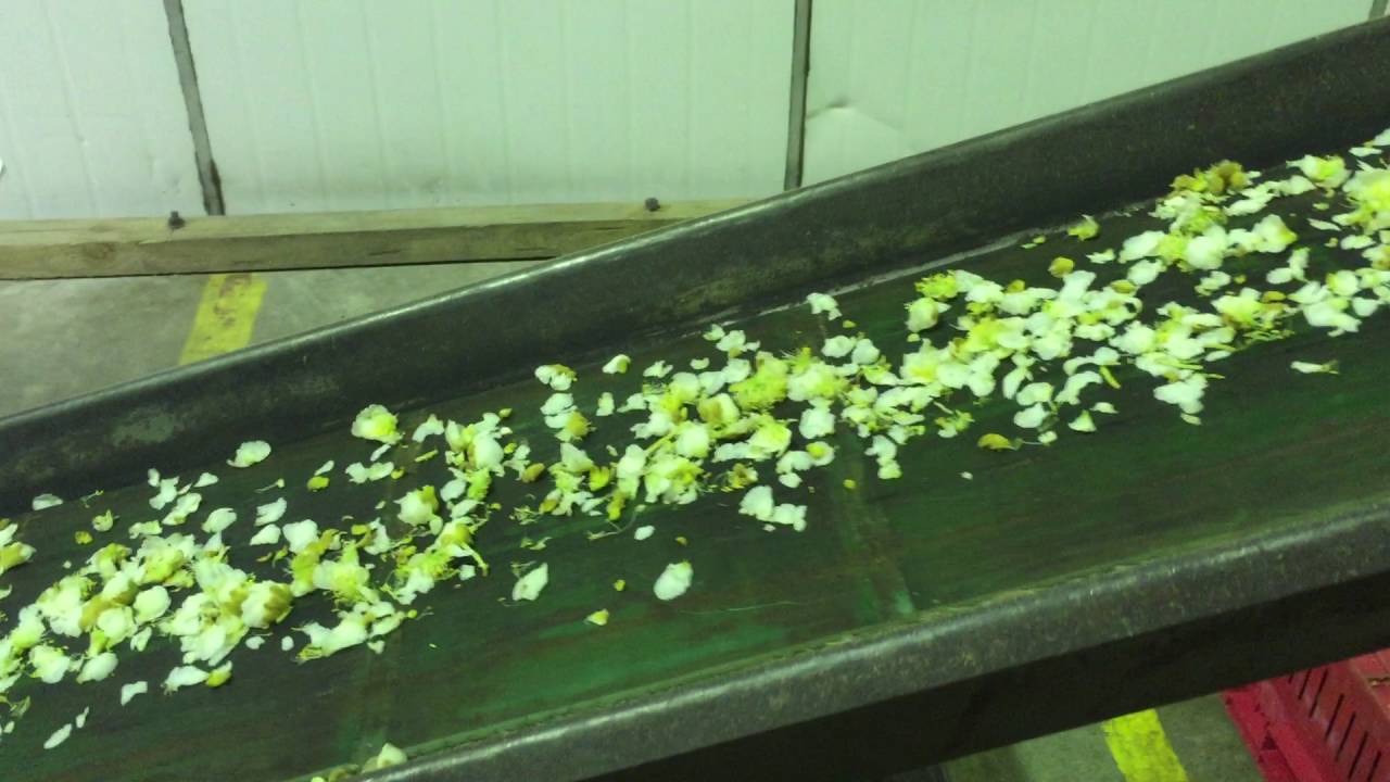 Pollen Extraction