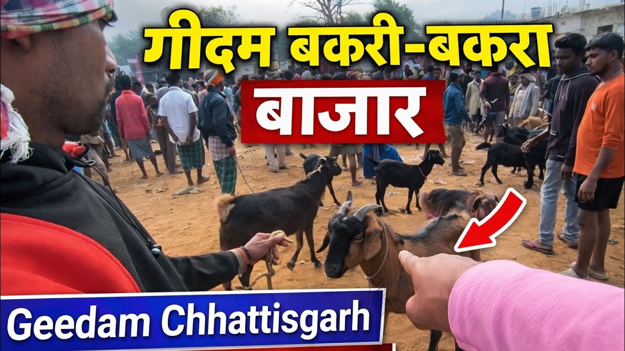 Geedam Chhattisgarh Bakri Bakra Market | Sunday Weekly Goat Market Bastar | 12 Minutes Full Video