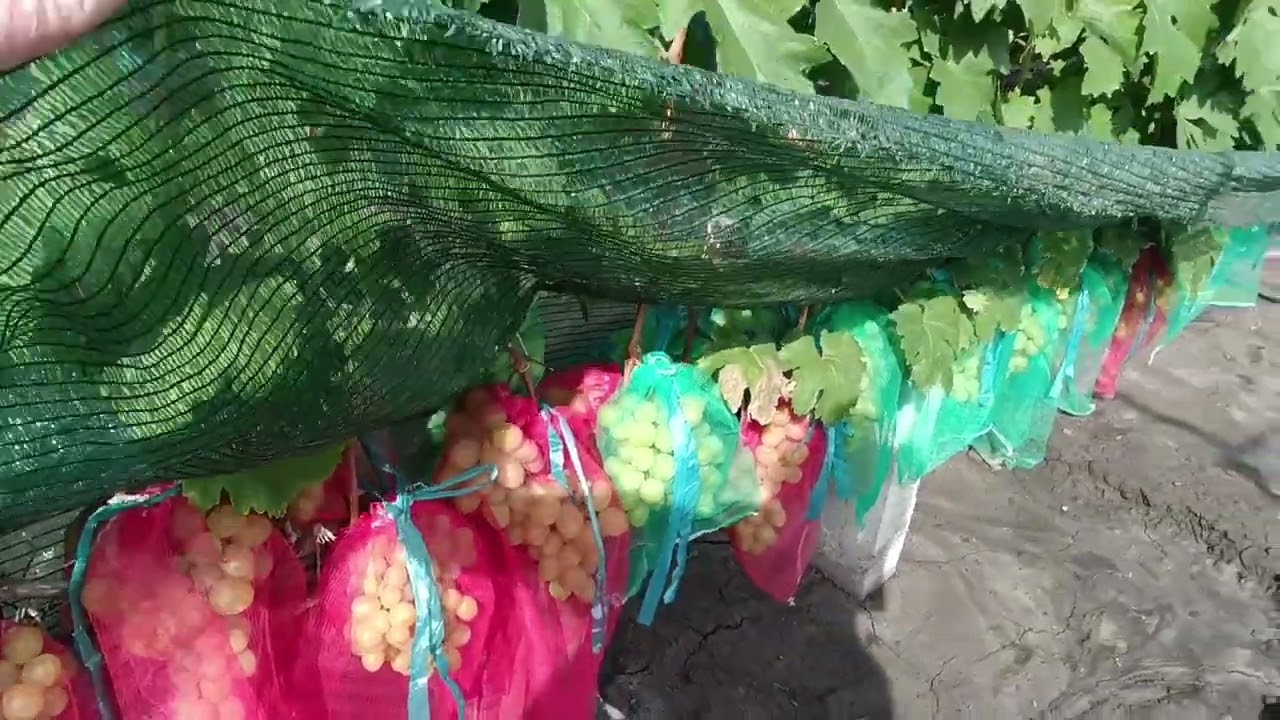 Виноград майже визрів. Їмо. Поливаю.Підживлення по листу.