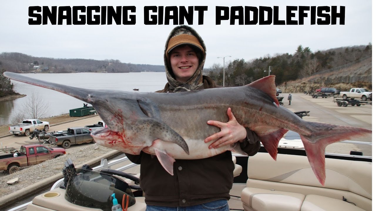 Snagging GIANT Prehistoric Paddlefish - Lake Ozarks, Missouri