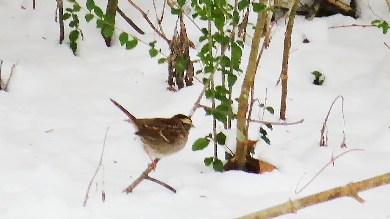 1 Thessalonians 5 : 15 - 18  __   White throated Sparrow