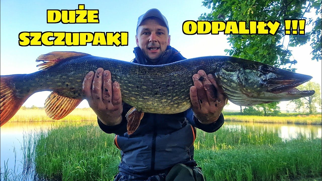 SZCZUPAKI Z BRZEGU NA SPINNING