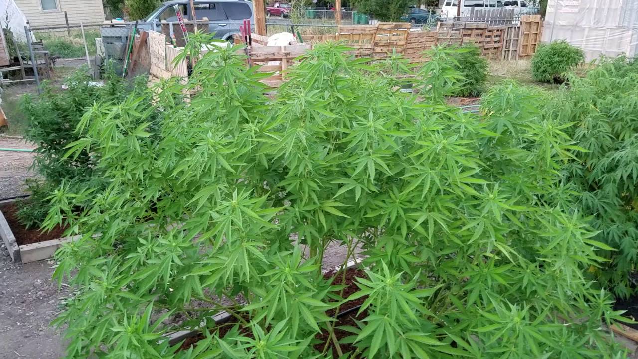 OMMP GROW Dependable Farms Oregon 2016