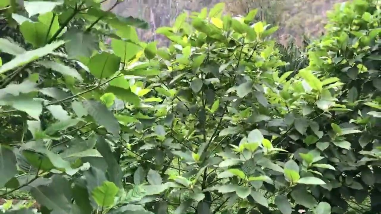 Kratom farming in Thailand