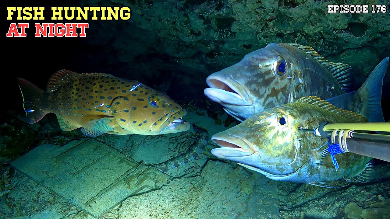 EPS 176 NIGHT SPEARFISHING EPISODE | FISH HUNTING AT NIGHT