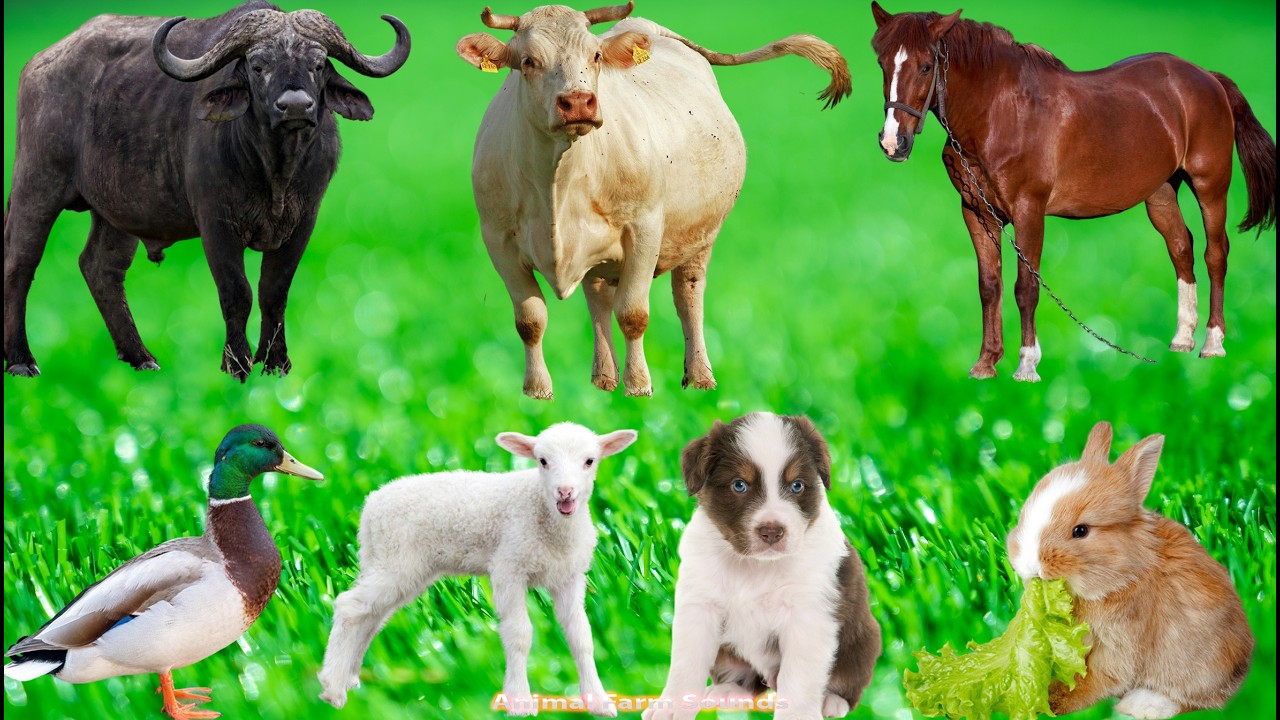 Farm Animal Compilation: Buffalo, Chicken, Dog, Cat, Sheep, Horse, Duck  &ndash; Animal Videos