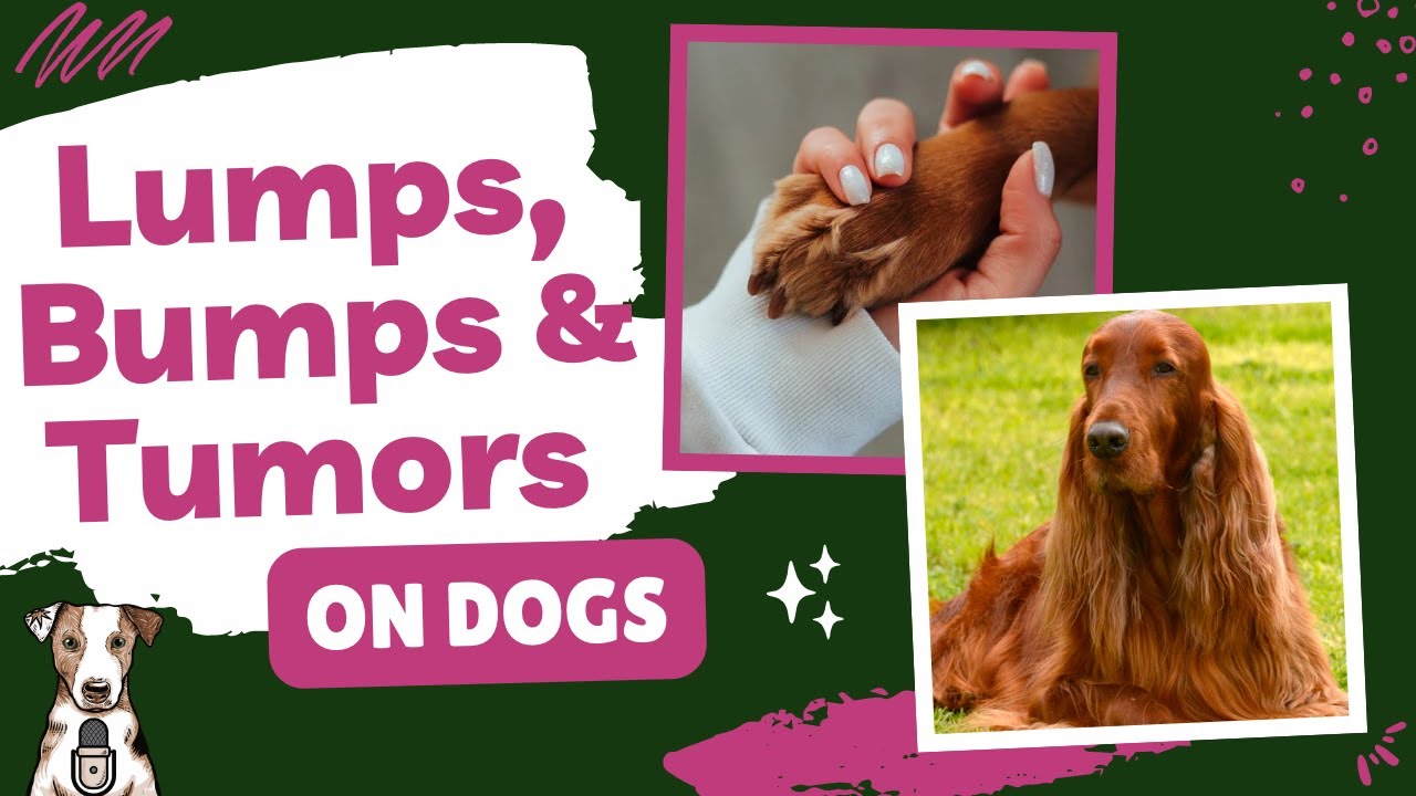 Lumps on Dogs with Dr. PJ Broadfoot