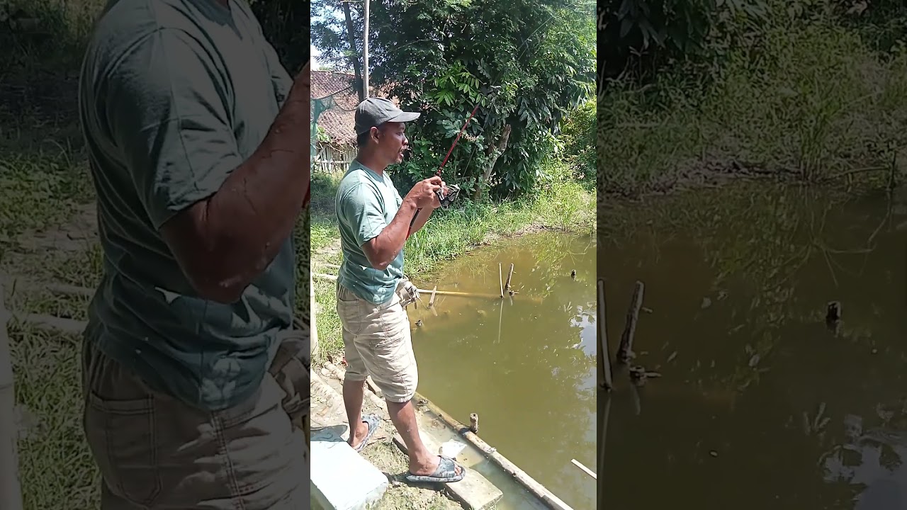 Hiburan ng kobokan dulu gesss... hutanya masih buntu. umpan pantin haup