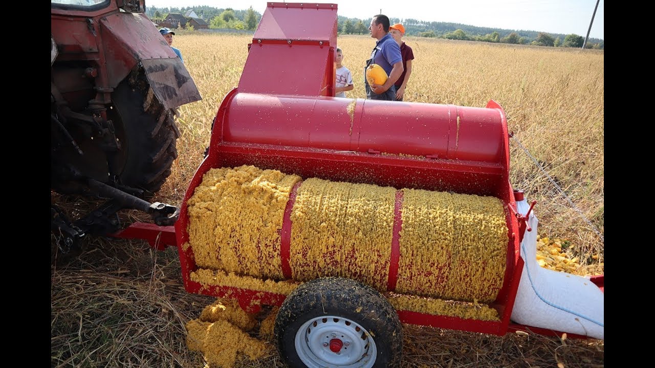 Уборка тыквы. Тыквоуборочный комбайн 1500 мм. Pumpkin seed harvest machines.