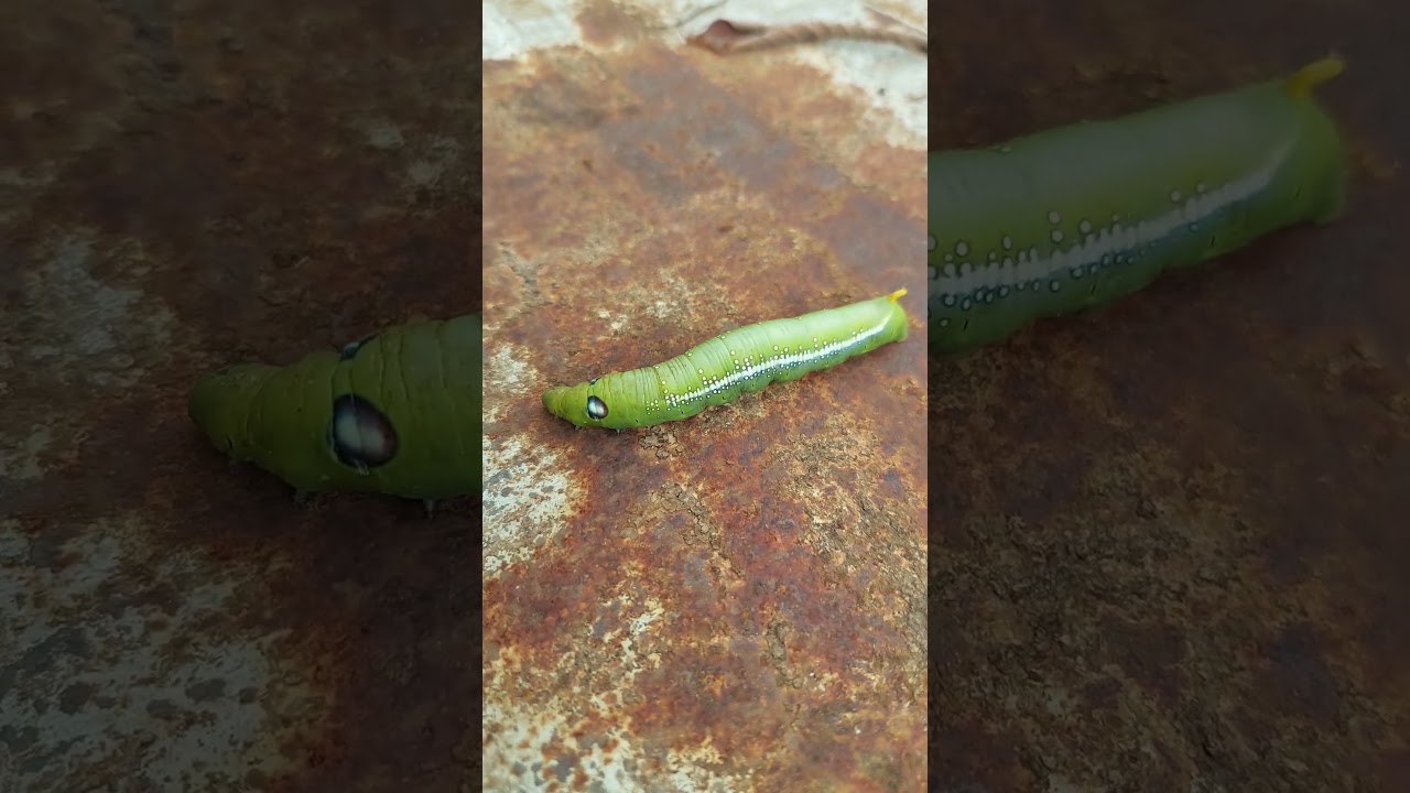 Fat worm is very big! #insects #shorts