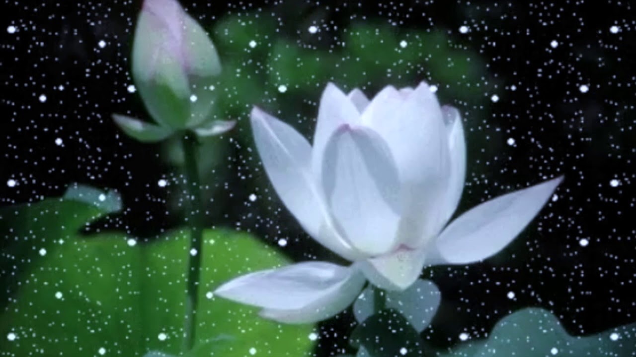 lotus