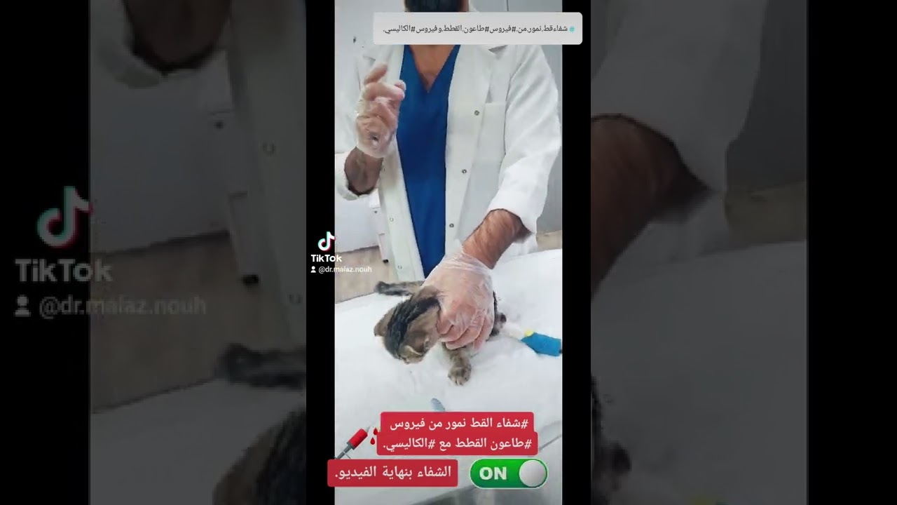 #شفاء القط( نمور)من #فيروس #طاعون القطط الفتاك وفيروس #الكاليسي مع بعض.الرياض 0541278612.