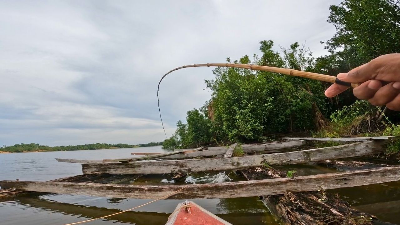 Onde os brutos se escondem! O camarão fez milagre hoje! é peixe demais