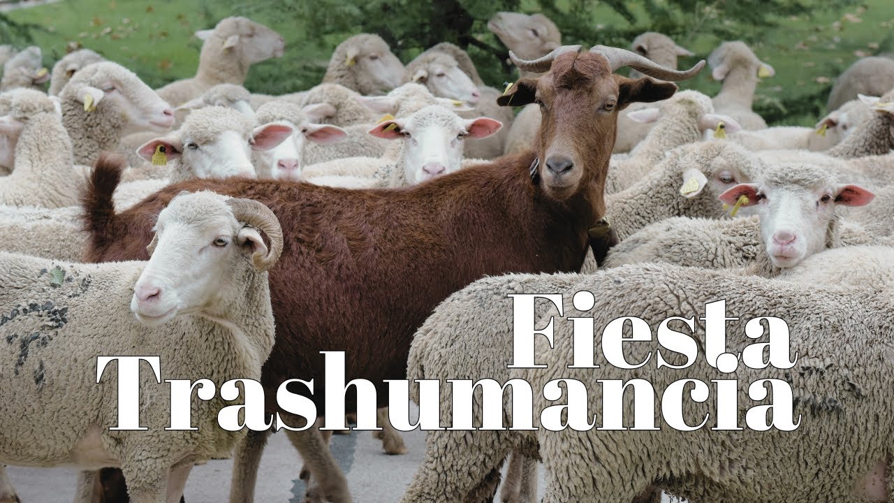 XXX FIESTA DE LA TRASHUMANCIA 2023 🐏 Un rebaño de ovejas y cabras toma Madrid