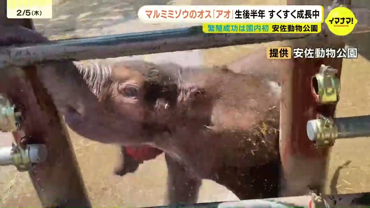 「力強さが加わり鼻先も器用に」マルミミゾウのアオ　生後半年に　すくすく成長中　繁殖成功は国内初　広島市安佐動物公園