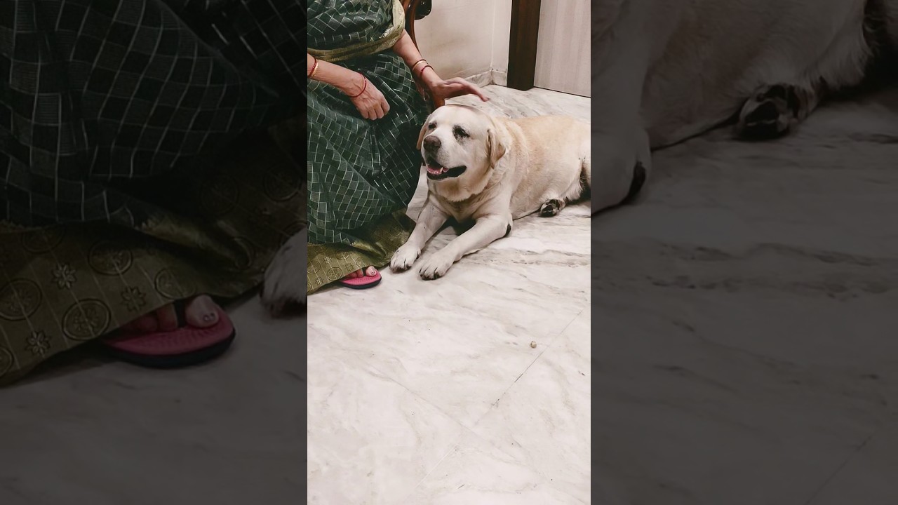 With every cuddle and gentle pat,he feels more cherished and content.🐶😍🥰😂🧿😊❤