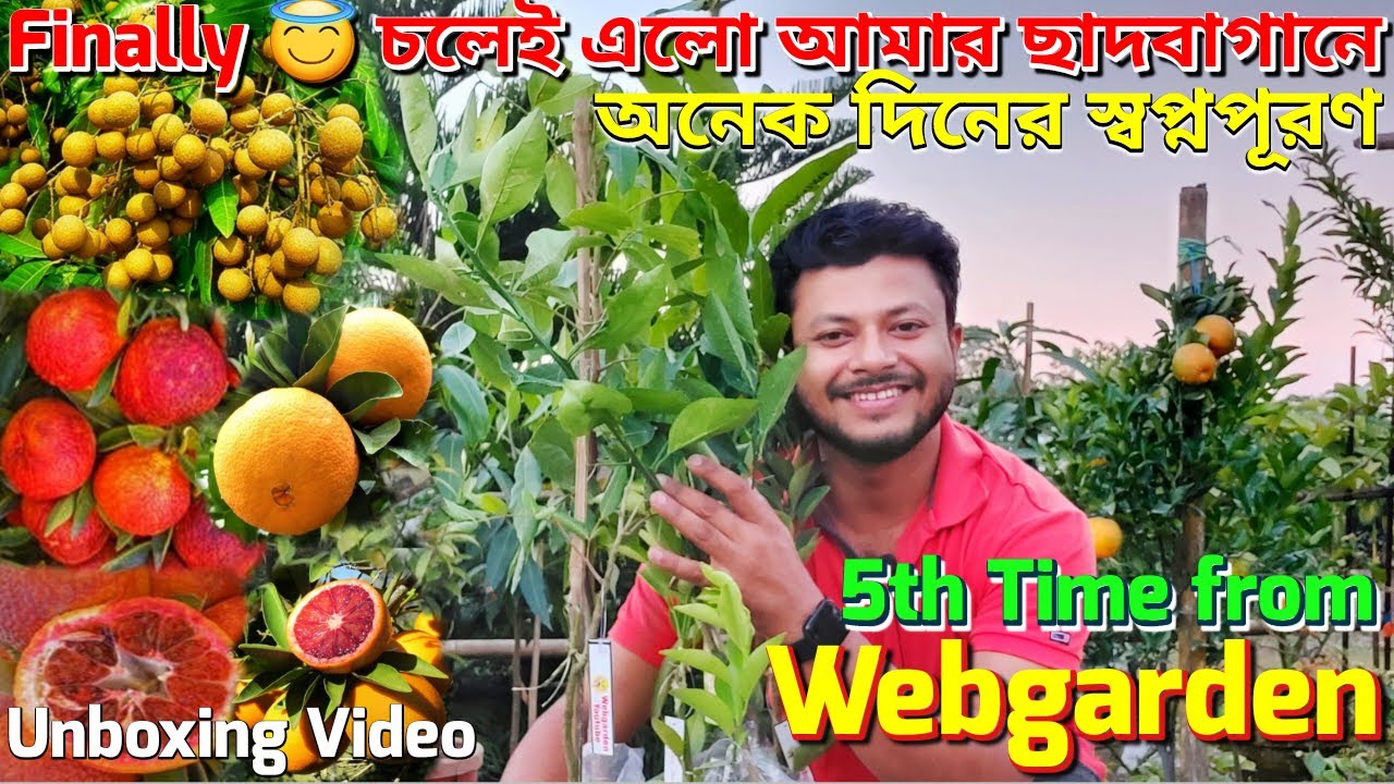 জেনুইন গাছ নিতে হলে Webgarden এর বিকল্প নেই।Best Online Nursery for Genuine Fruits Plant|#Webgarden