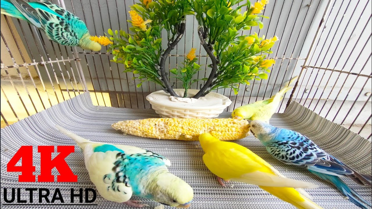 Budgie Parrots Eating Corn With Joy | भुट्टा | طوطے اور مکئی کی چھلی