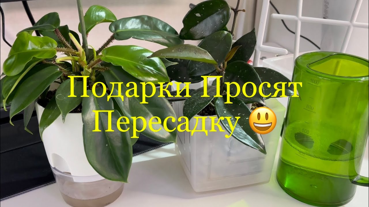 Пересадки #филодендрон #хойя Карноза