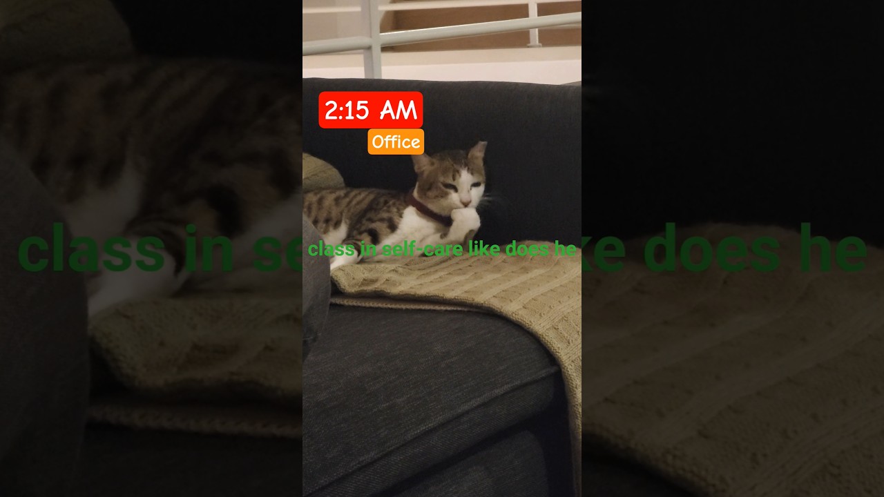 working in office at 2 AM in morning with a cat 