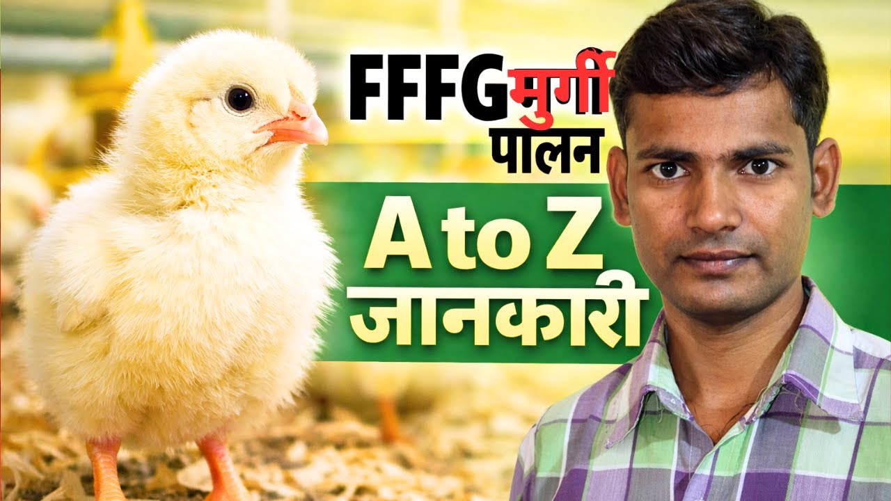 1 किलो FFFG मुर्गा पालने में कितना खर्च आता है? | पहचान, समय, खर्च | A to Z पूरी जानकारी 🐔 