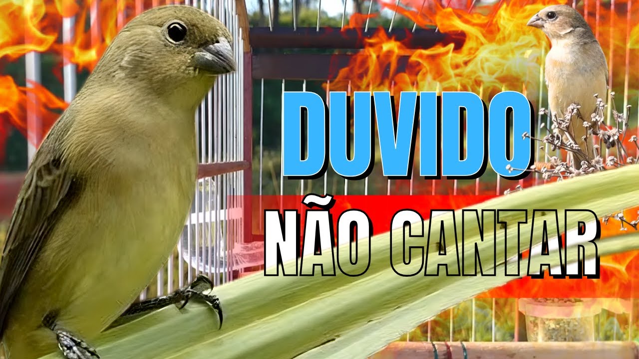Piado de Fêmea de Coleiro Com Piado de Fêmea de Coleiro Quente para Esquentar Coleiro tui tui