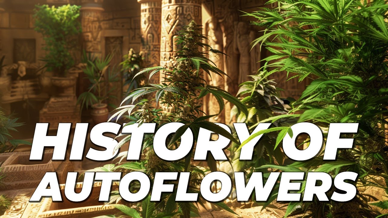 The History of Autoflowers | How Cannabis Ruderalis changed the world