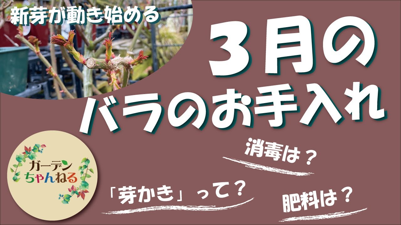 3月のバラの育て方 ！解説します！