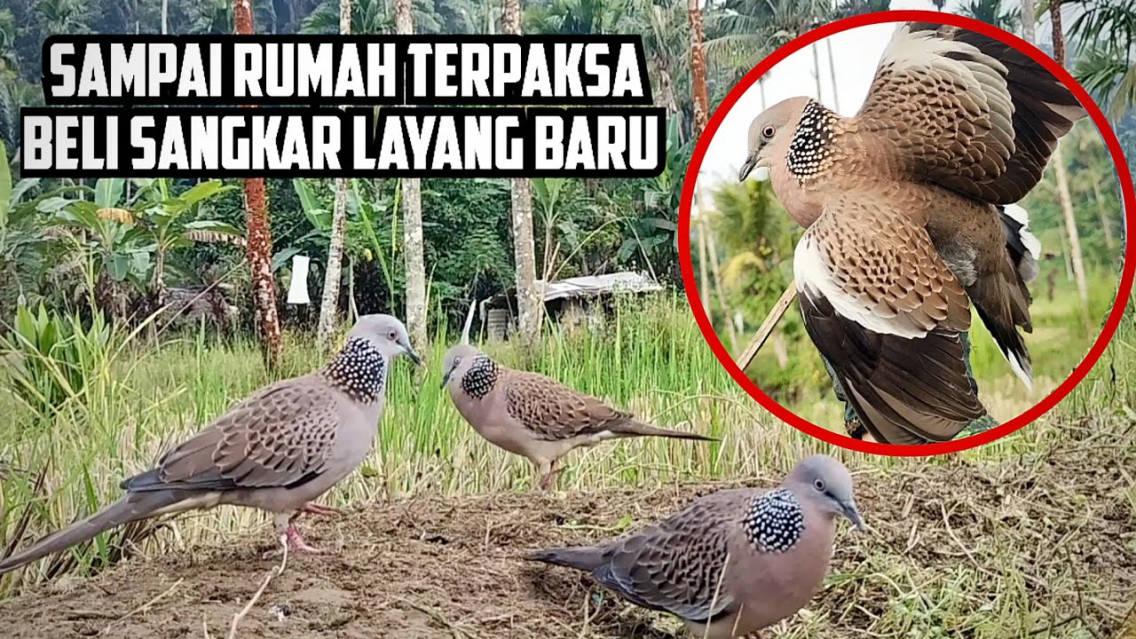 Kalo Begini Sampai Rumah Harus Beli Sangkar Layang Baru. Target Idaman Pemikat Berhasil Kita Amankan