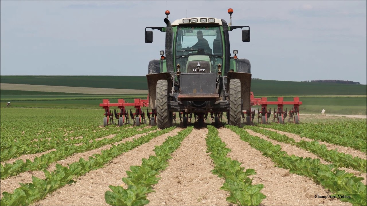 Binage des betteraves 2020 | Fendt 716 & Bineuse Moreau-Delfosse