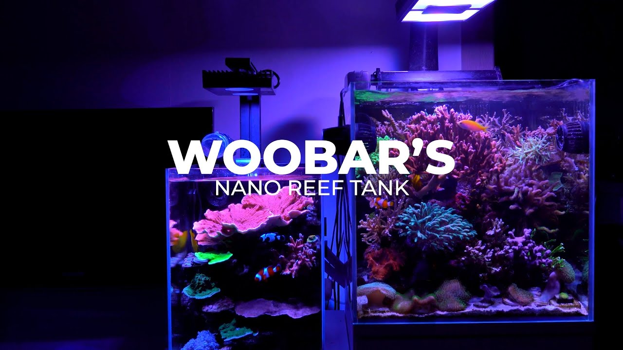 우루밤바의 45큐브 나노 리프 탱크 / Woobar9067's nano reef tank