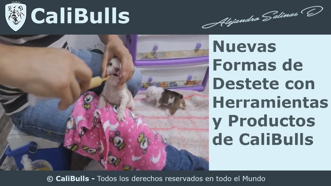 Nuevo Destete Sondeo con Herramientas y Productos de CaliBulls, Cuidado de Camadas