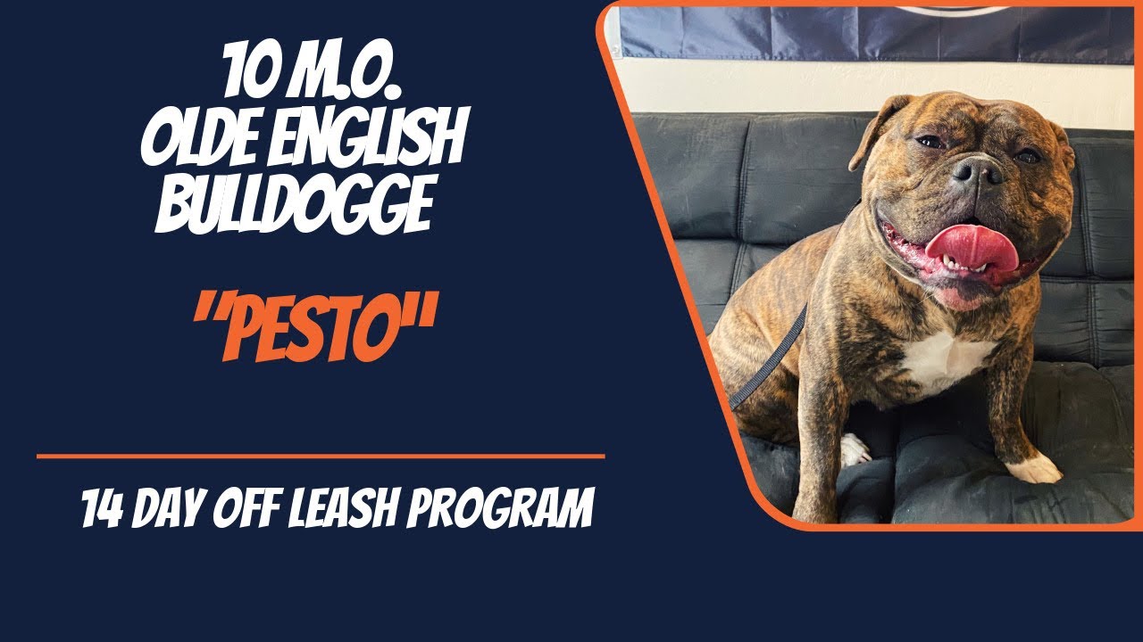 OLDE ENGLISH BULLDOGGE / DOG TRAINING