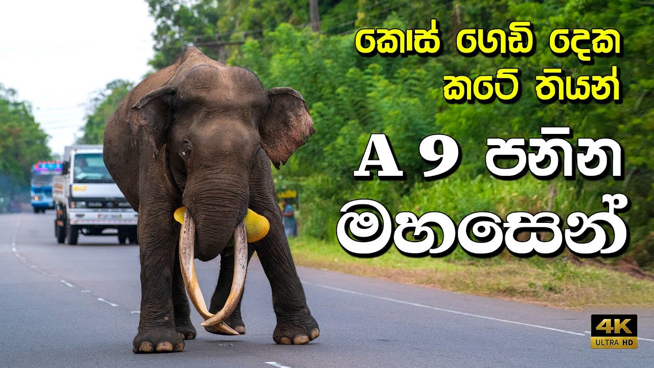 Mahasen crossing A 9 මේ වගේ ඇත්තු ලංකාවටම 1යි 😍😍 🐘💕🎄🌿🍃 #elephant  #tusker