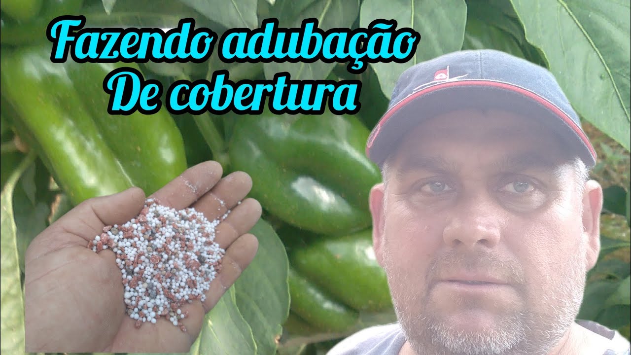 adubação de cobertura pimentão!🫑🫑