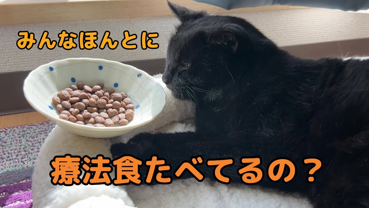 腎臓病の療法食、どうやっても食べない問題　#猫 #腎臓病 #慢性腎不全 #老猫