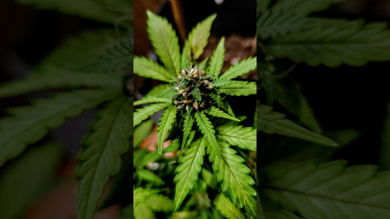 WHAT'S WRONG WITH MY PLANT?🤡 Growing Weed is Hard? #breedingproject #cannabiseducation #weed