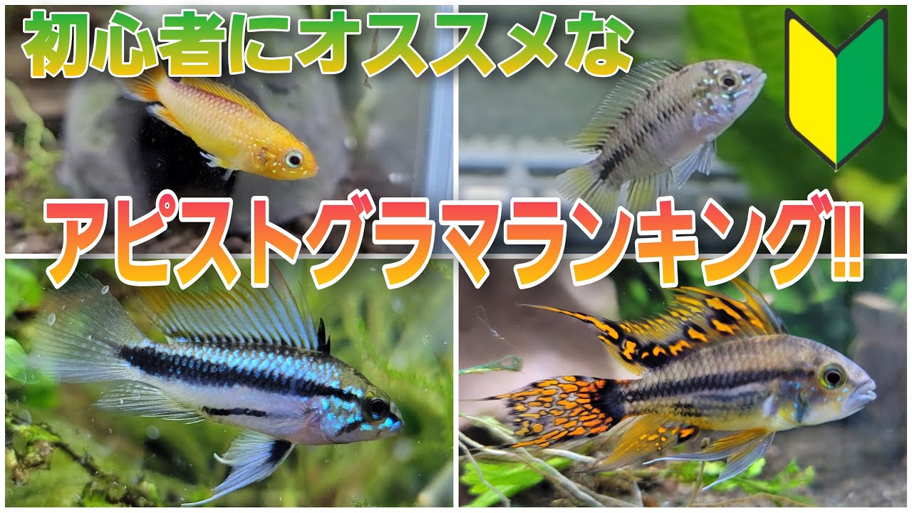 初心者にオススメのアピストグラマランキング‼　aquarium　アクアリウム　アピスト　水槽