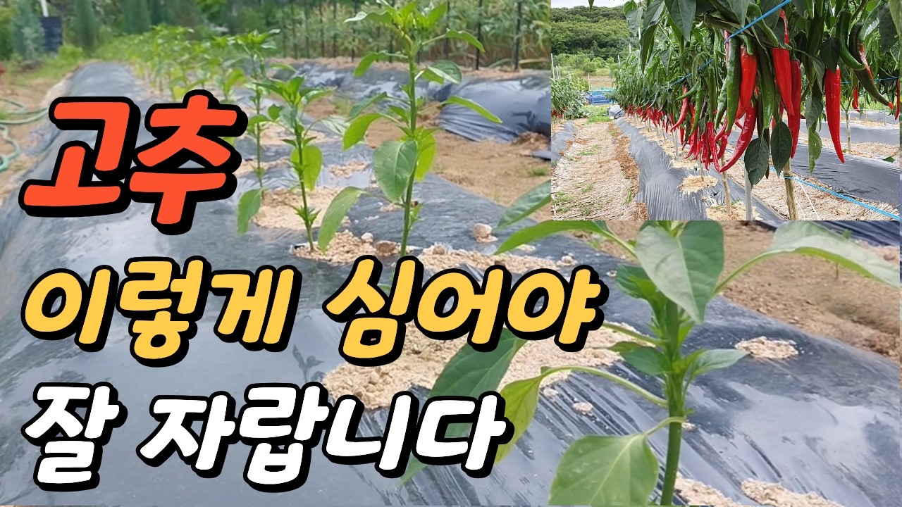 초보 농부 고추심기 딱 3가지만 기억하세요