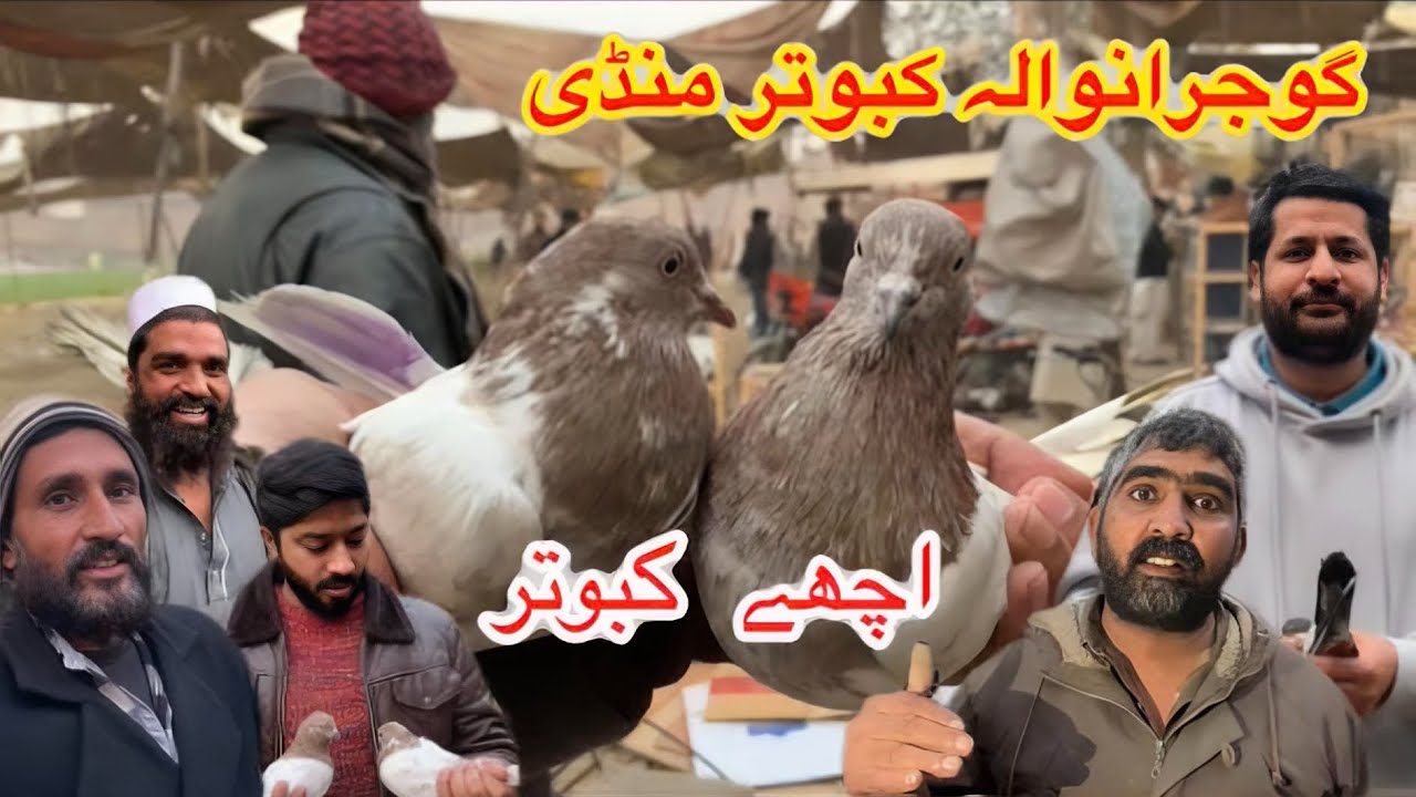 Gujranwala Kabutar Mandi || Ep 187 || گوجرانوالہ کبوتر منڈی 