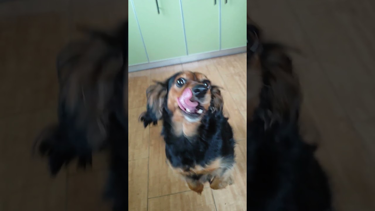 Профессиональные попрошайки!🙏🐈🐕#домашниеживотные