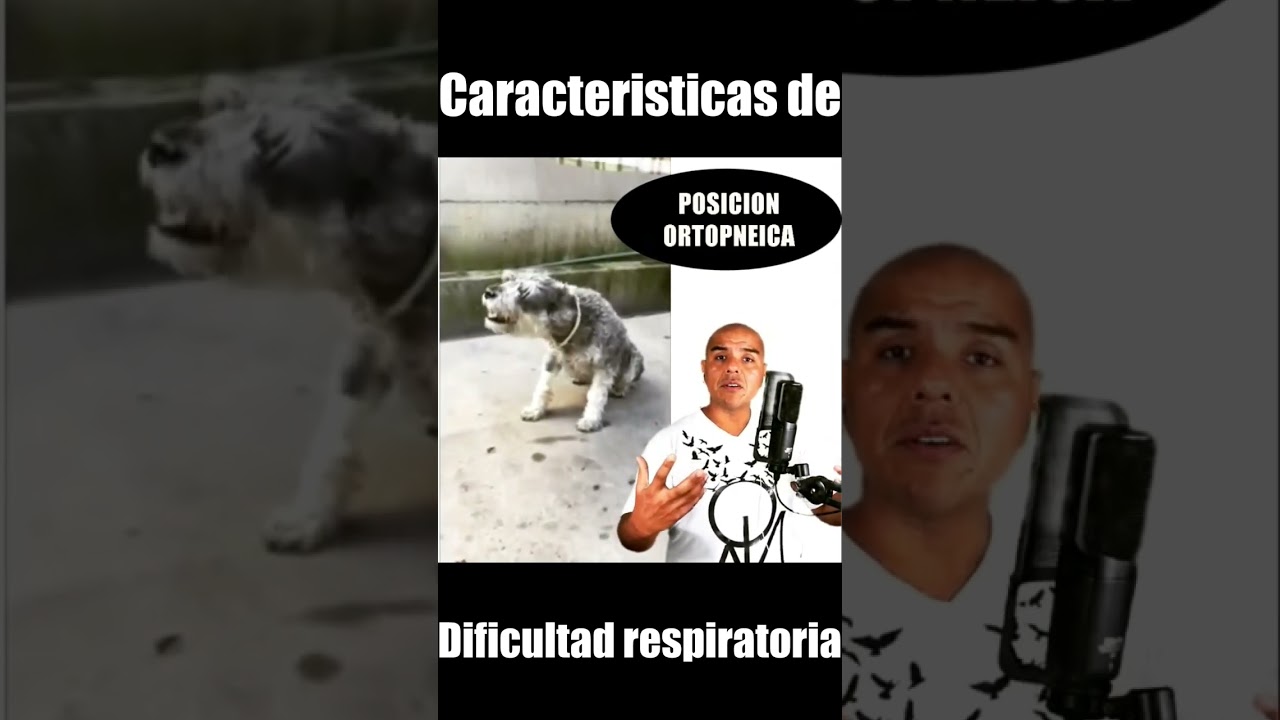 Cual es la diferencia entre un perro AGITADO y un perro con DIFICULTAD respiratoria?  😉