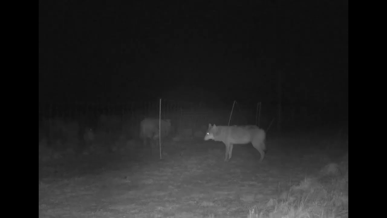 Effectieve afrasteringsmaatregelen weren Veluwse wolf © Zoogdiervereniging