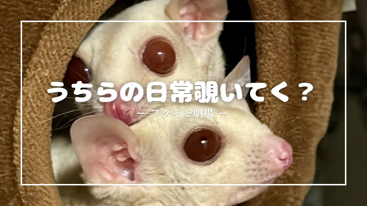 フクロモモンガの夜と昼｜のんびり日常観察