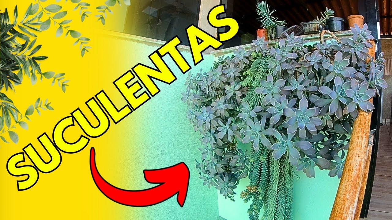 MINHAS PLANTAS - Se você gosta de planta, vai gostar de ver minhas suculentas! JARDIM VERTICAL