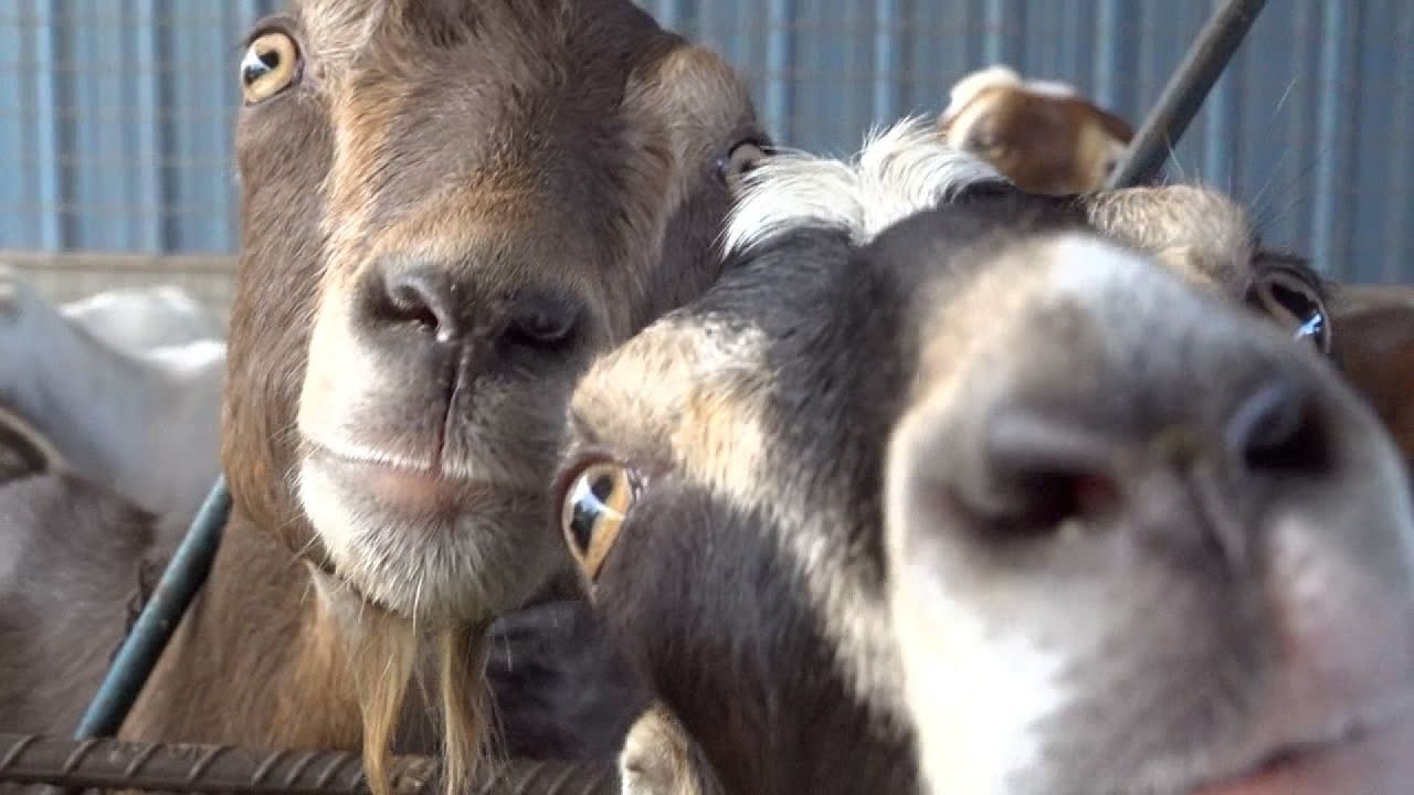 Farmers work to keep livestock alive as drought drains Texas resources dry