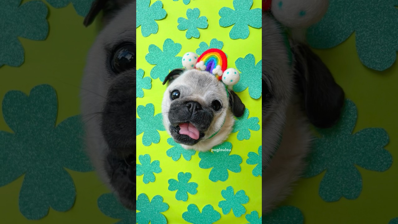 Doing a PHOTOSHOOT for ST. PATRICK&rsquo;S DAY with my PUGS! 🐶☘️🌈 #pug #dog