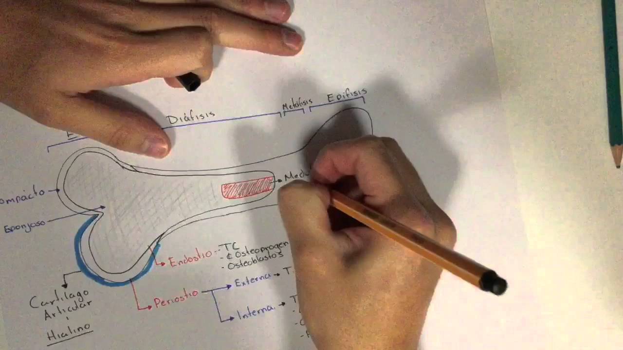 Histologia: Tejido óseo Parte 1