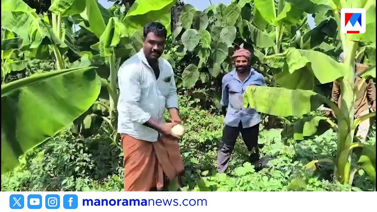 പാറപ്പുറത്തും പൊന്നുവിളയിച്ച് കണ്ണൂരിലെ യുവ കർഷകൻ; നൂറുമേനി വിളവ് |Kannur